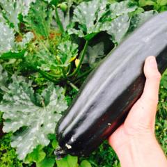 Zucchini Zucchini